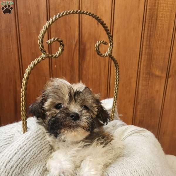 Jilly, Havanese Puppy
